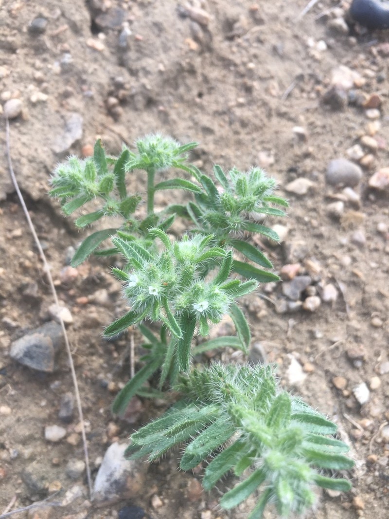 Little Cryptantha photo 5