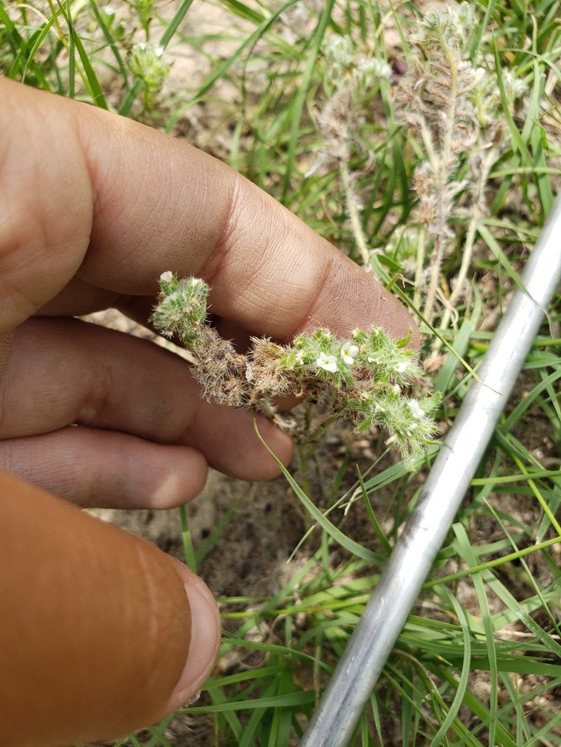 Little Cryptantha photo 6
