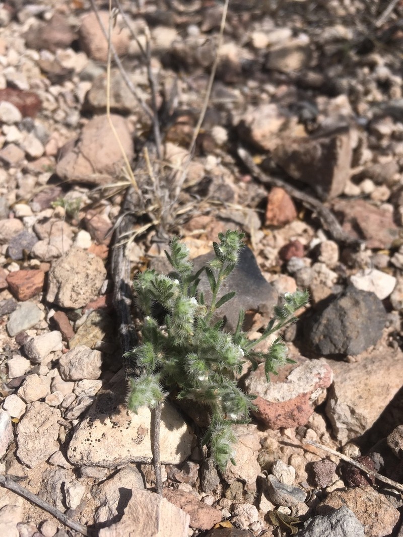 Little Cryptantha photo 7