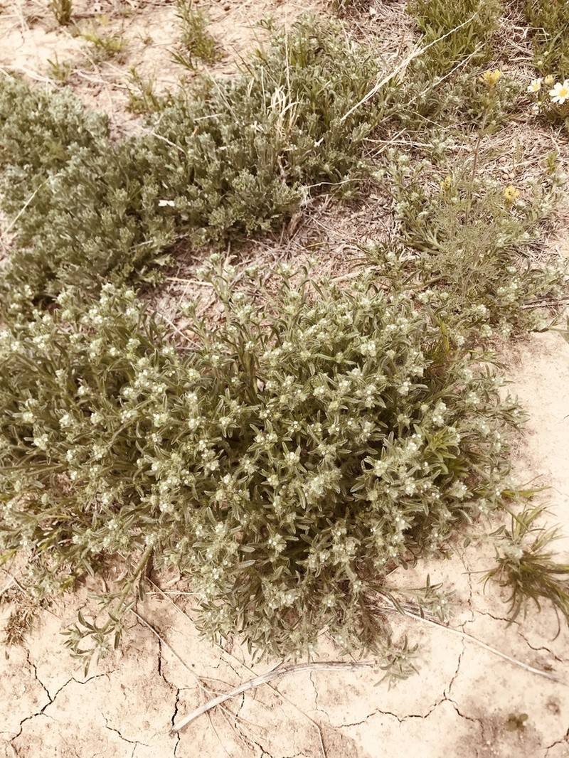 Little Cryptantha photo 8