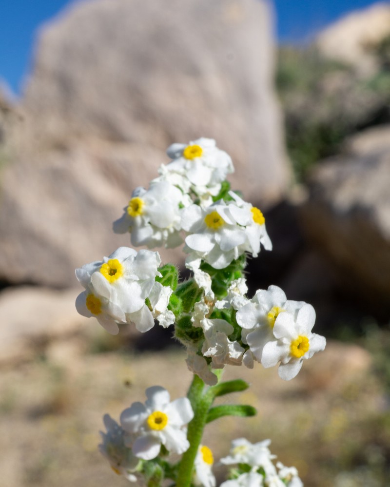 Mojave Cryptantha photo 2