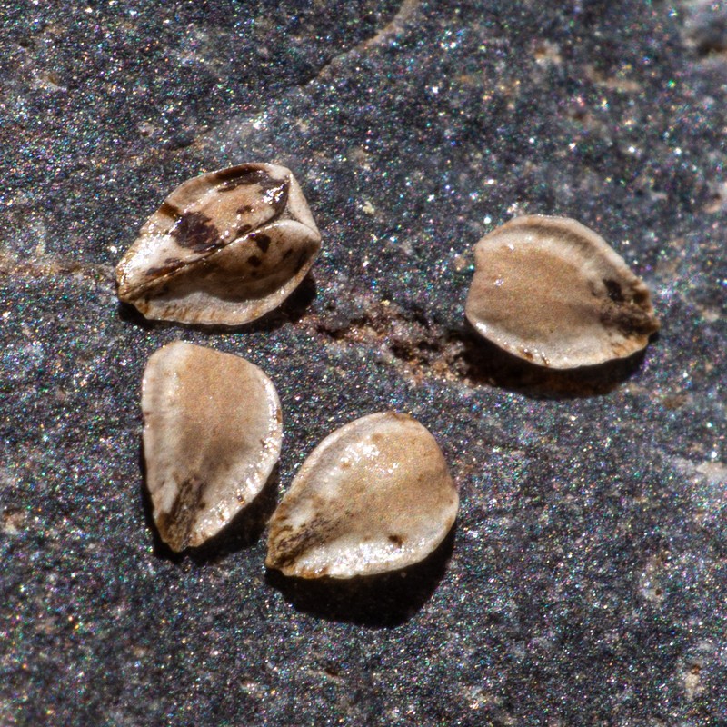 Mojave Cryptantha photo 4