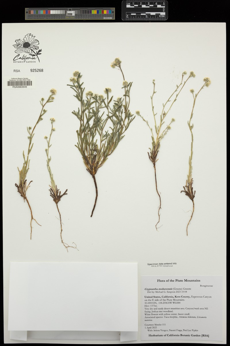 Mojave Cryptantha photo 5