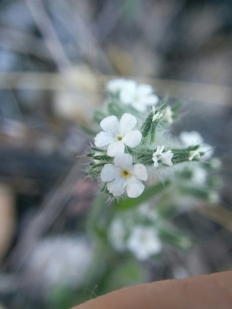 Pointed Cryptantha