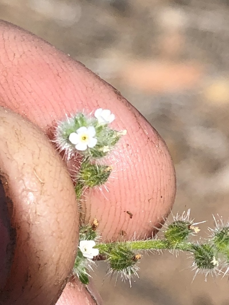 Pointed Cryptantha photo 2