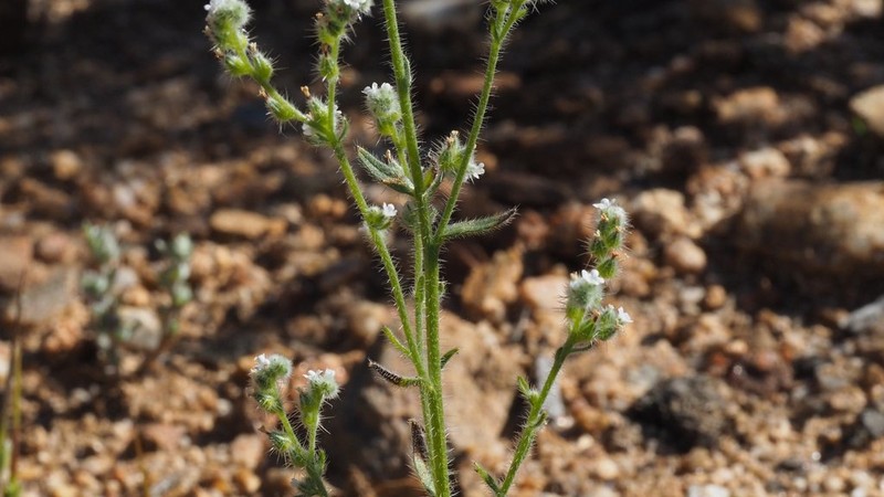 Pointed Cryptantha photo 3