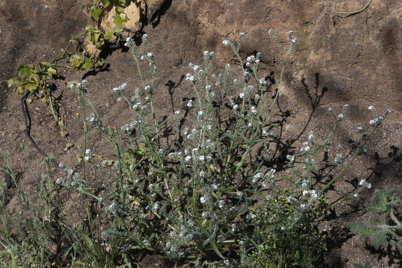 Pointed Cryptantha photo 4
