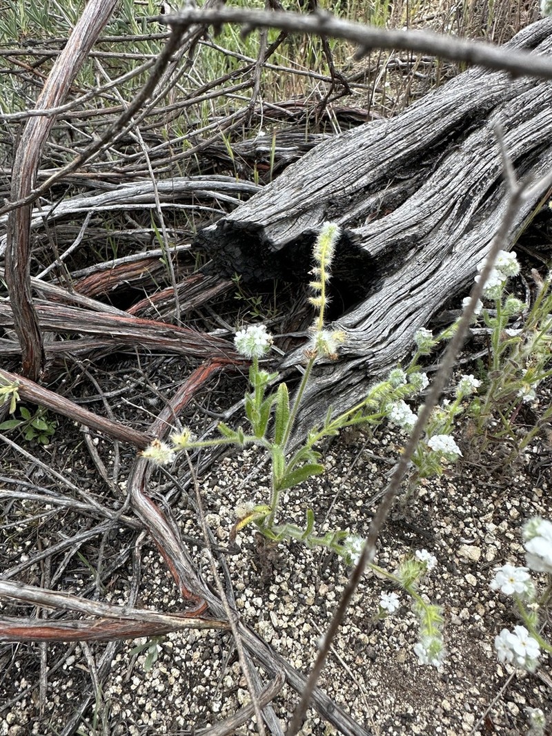 Pointed Cryptantha photo 5