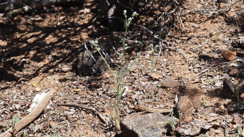 Pointed Cryptantha photo 6