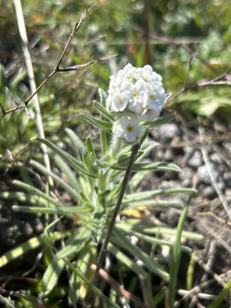 Pointed Cryptantha photo 7