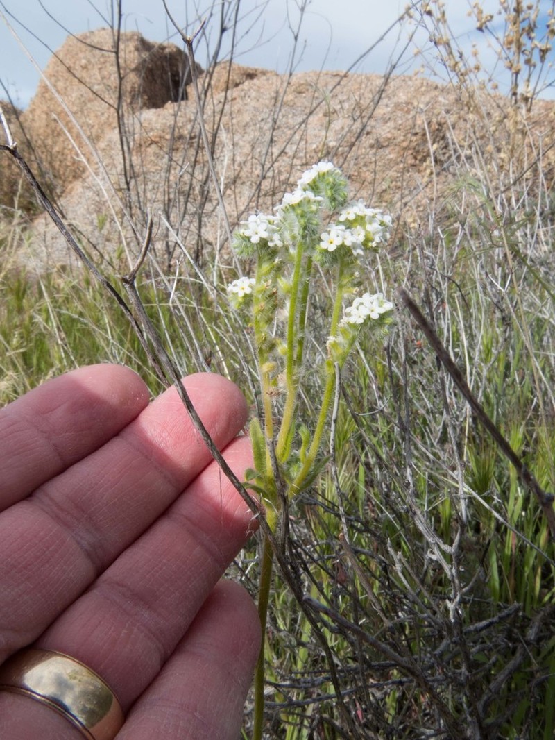 Pointed Cryptantha photo 8