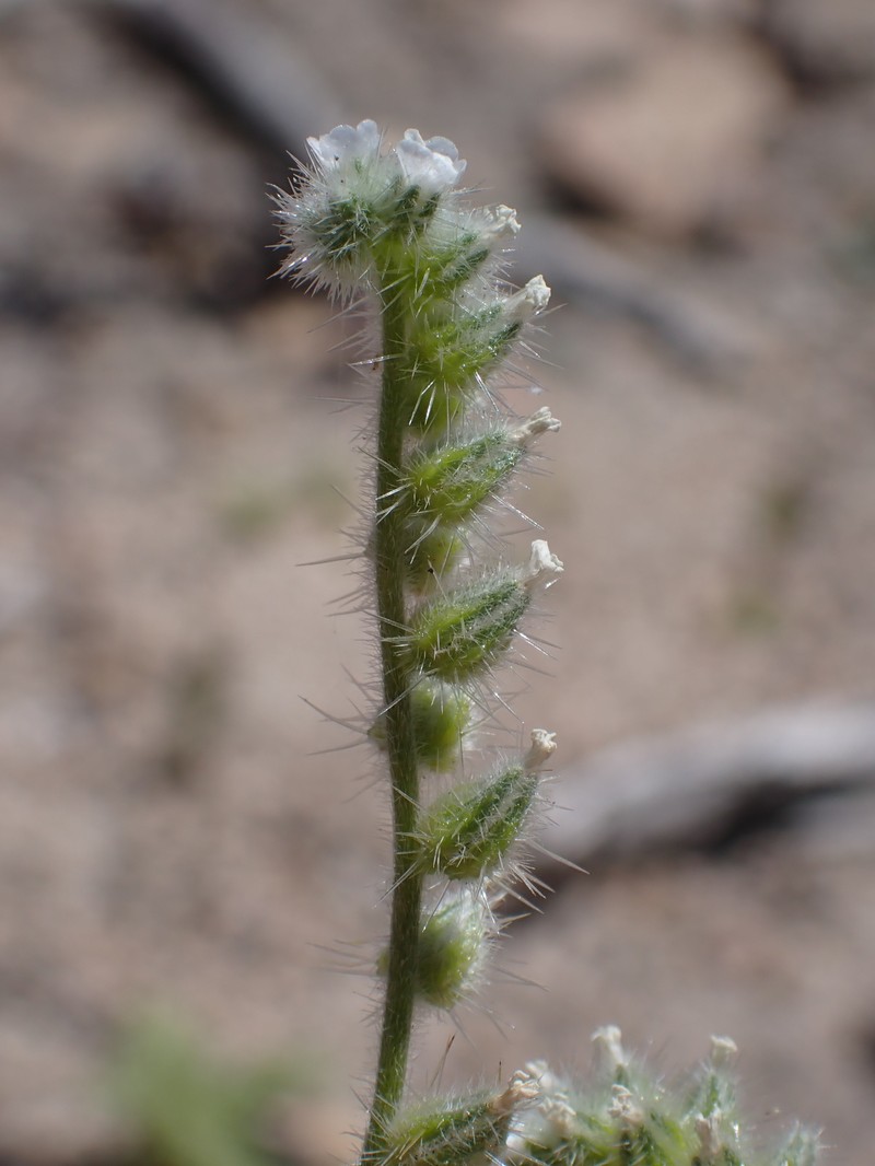 Cryptantha muricata var. denticulata