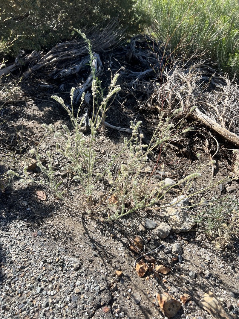 Cryptantha muricata var. denticulata photo 2