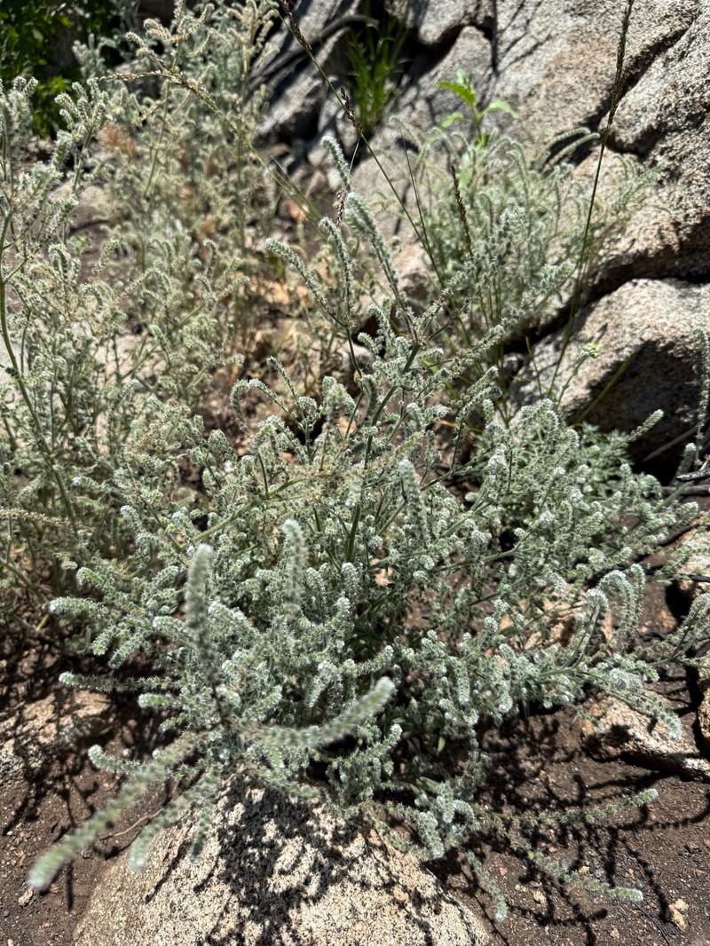 Cryptantha muricata var. jonesii