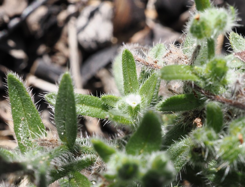 Cryptantha muricata var. jonesii photo 3