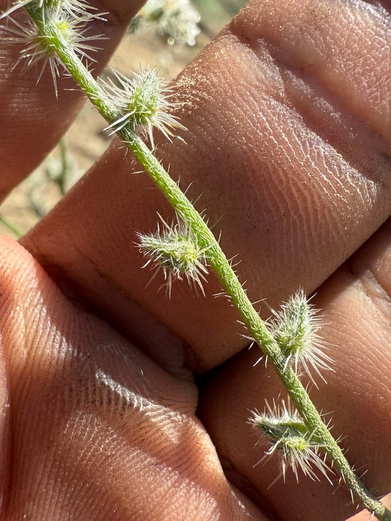 Cryptantha muricata var. jonesii photo 5