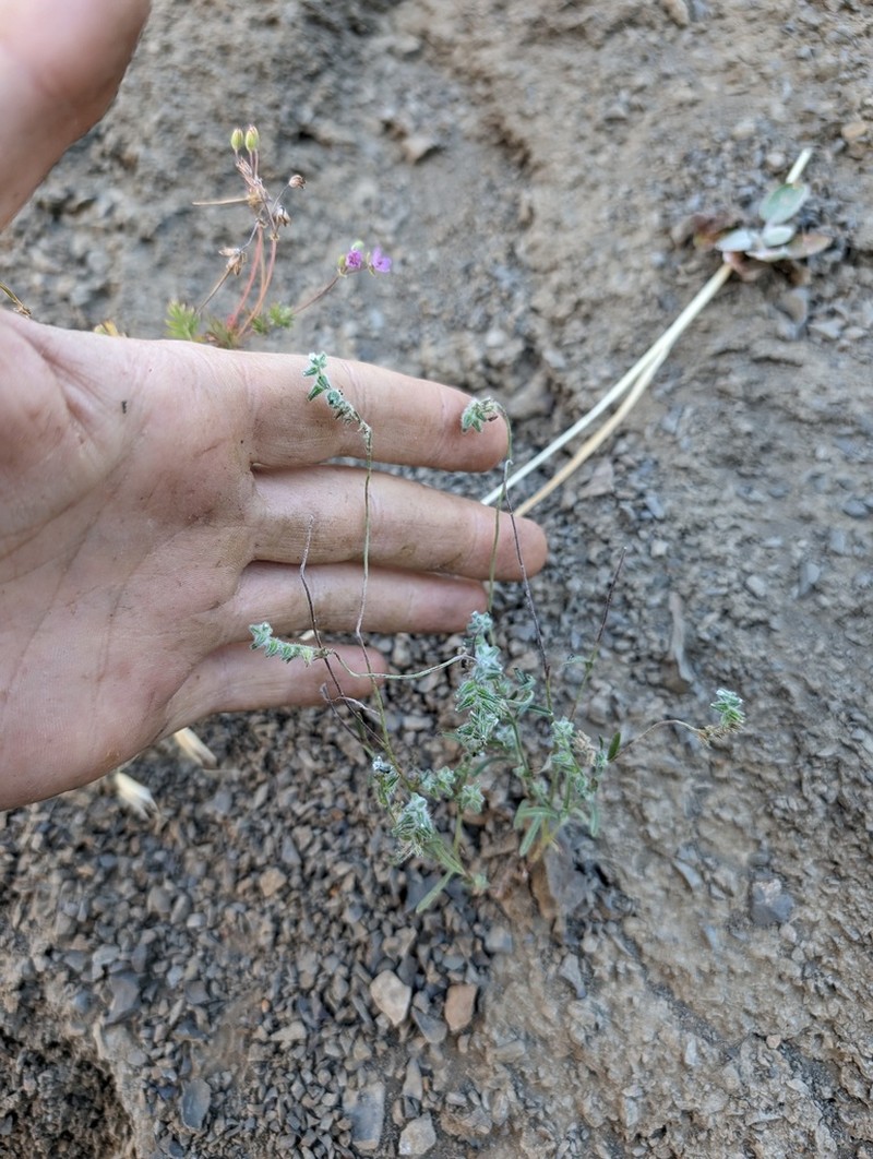 Colusa Cryptantha photo 3