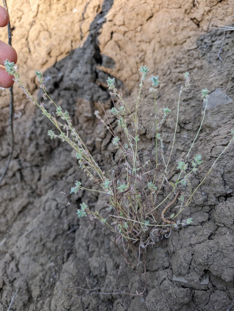 Colusa Cryptantha photo 4