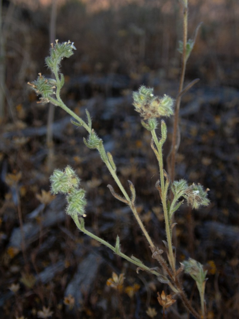 Colusa Cryptantha photo 5