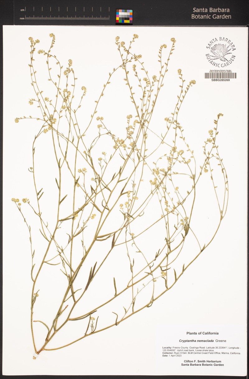Colusa Cryptantha photo 6