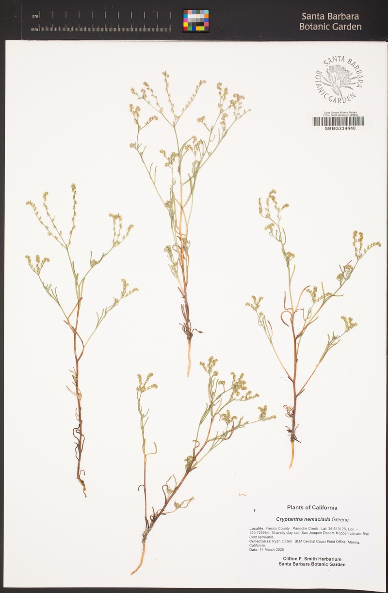 Colusa Cryptantha photo 7