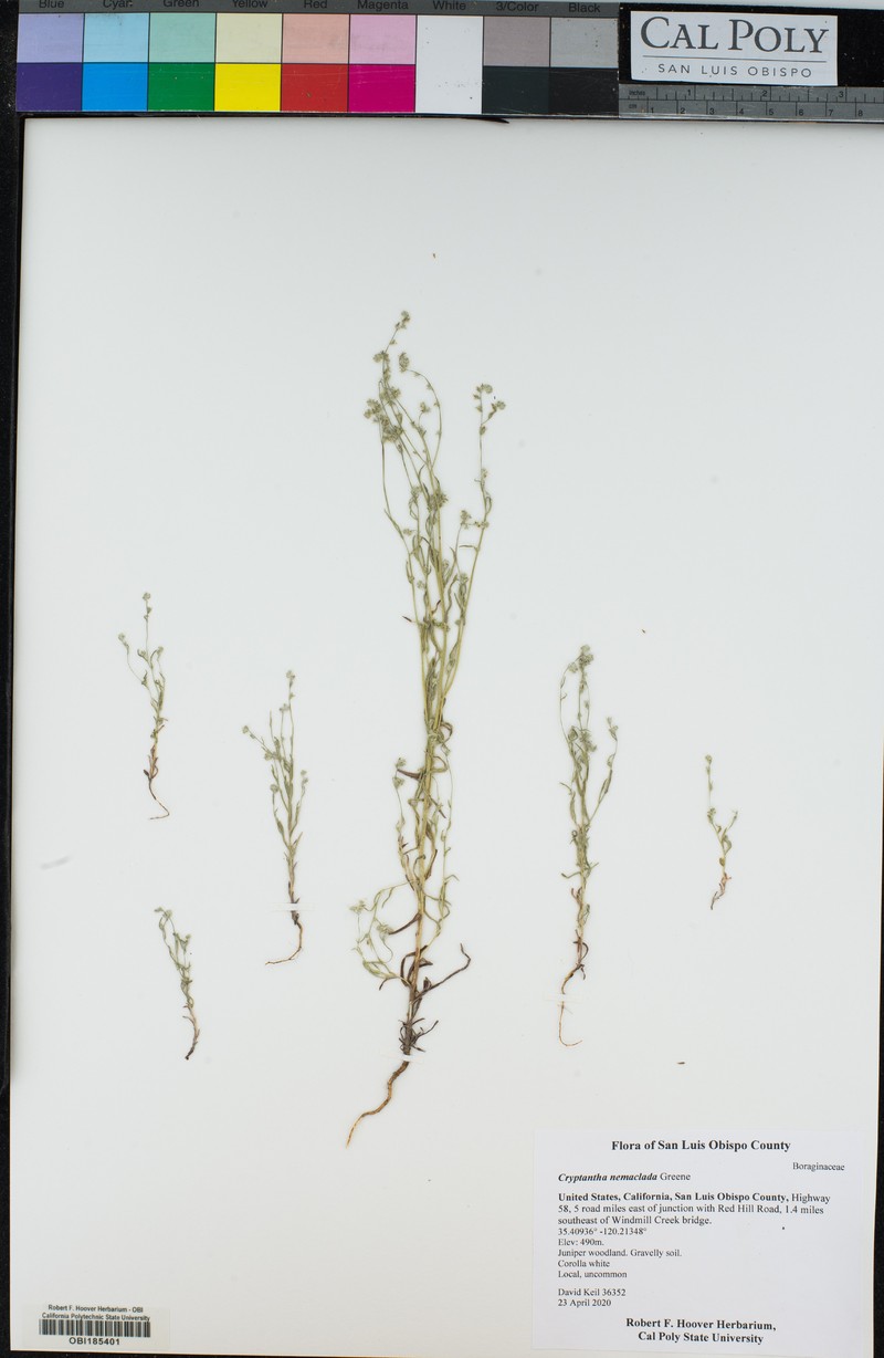 Colusa Cryptantha photo 8