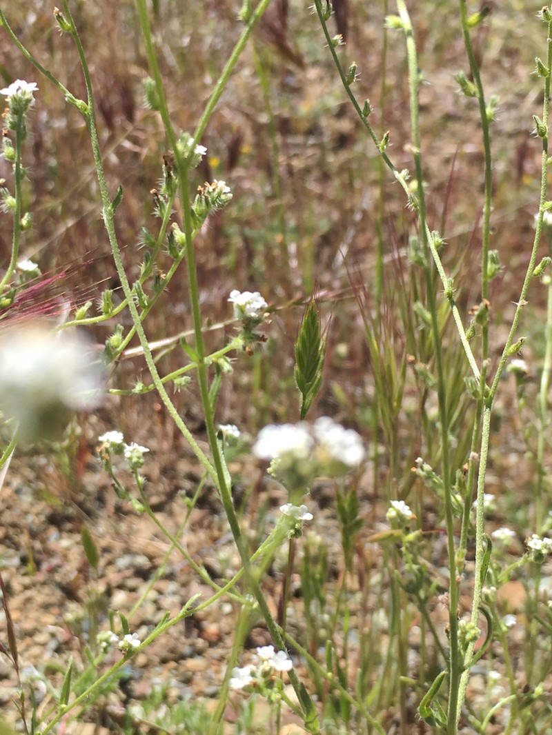 Colusa Cryptantha