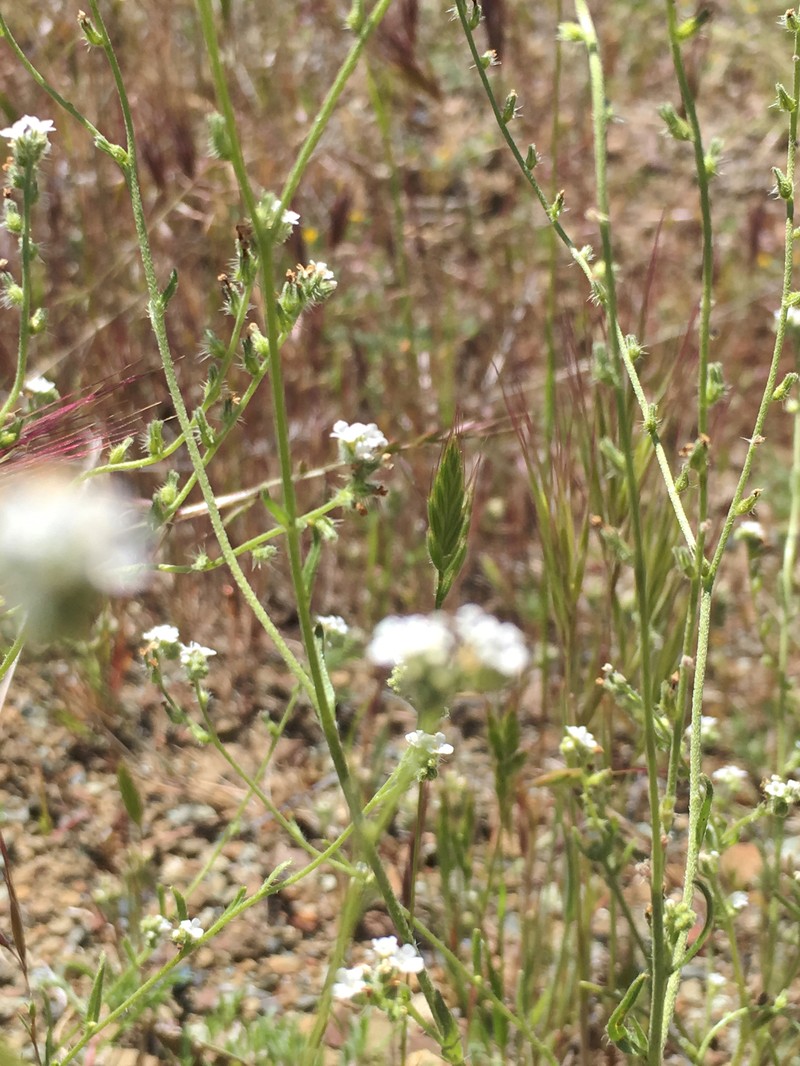 Colusa Cryptantha photo 2