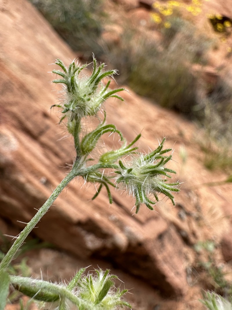Nevada Cryptantha
