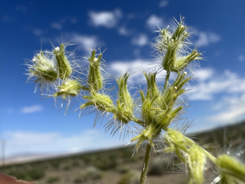 Nevada Cryptantha