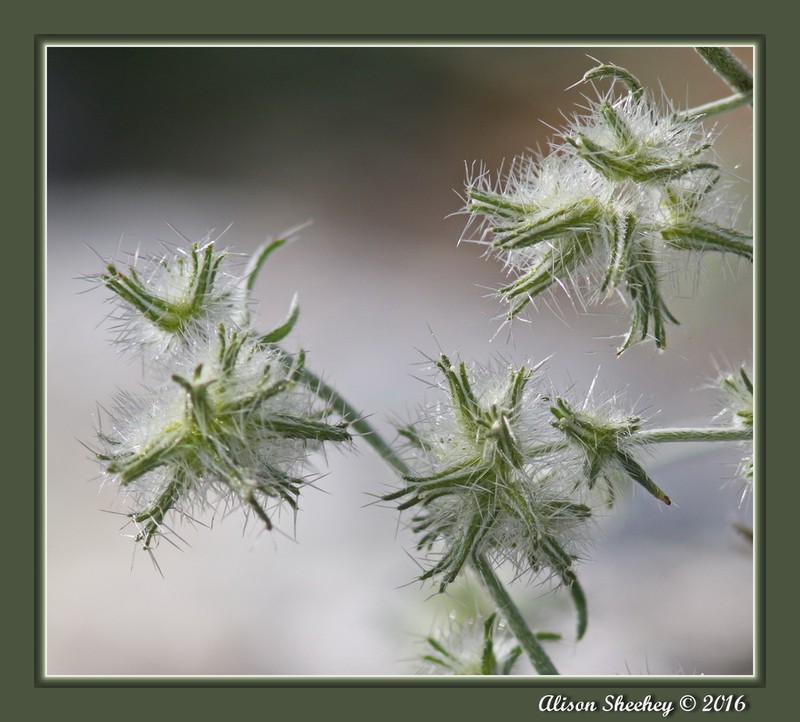 Nevada Cryptantha photo 2