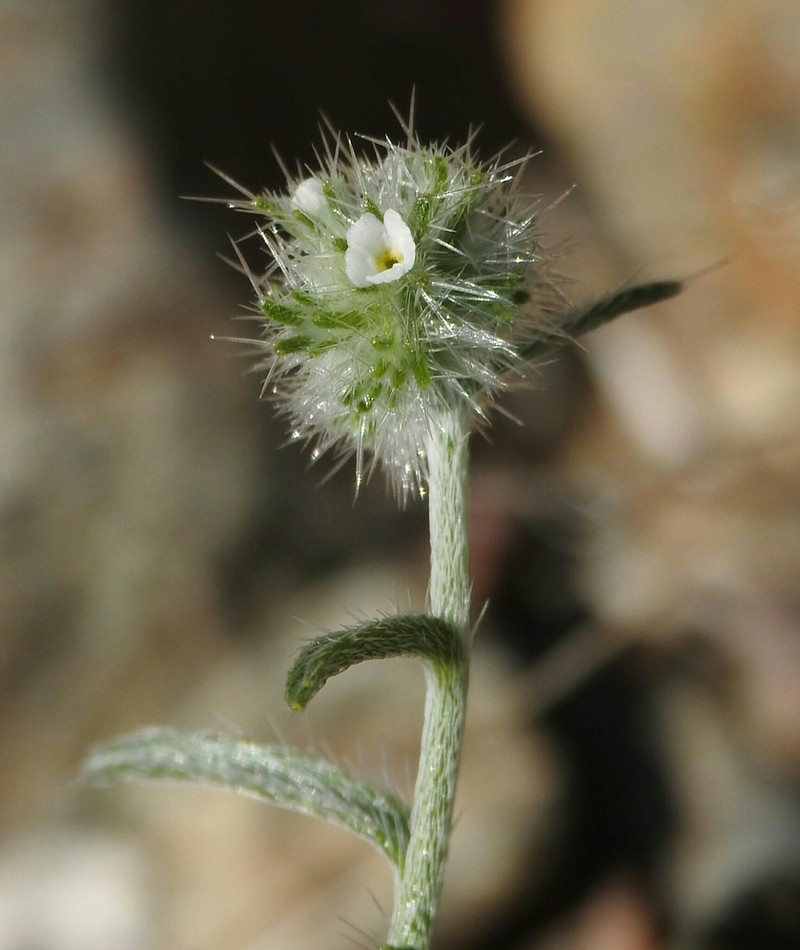 Nevada Cryptantha photo 3