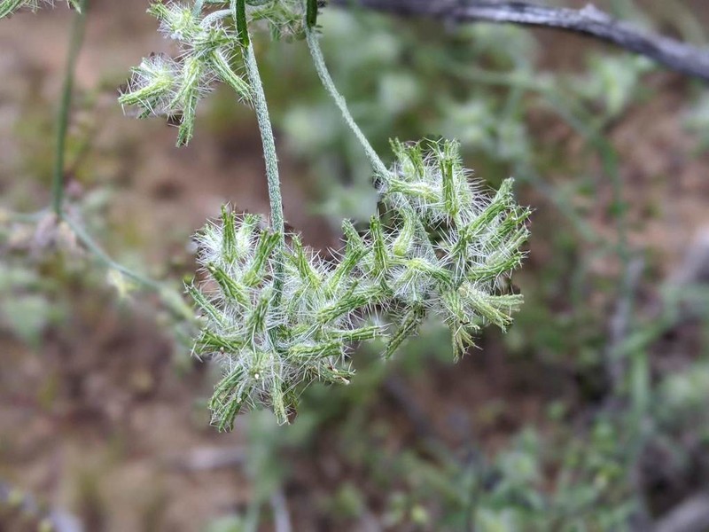 Nevada Cryptantha photo 4