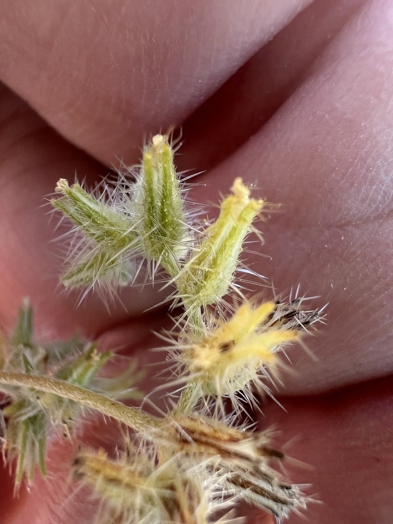 Nevada Cryptantha photo 5