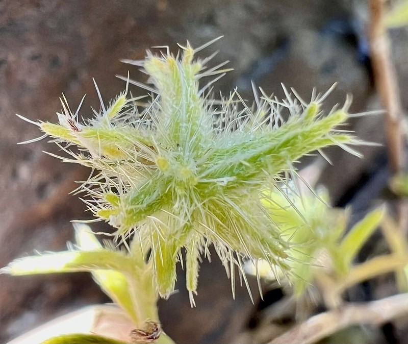 Nevada Cryptantha photo 6