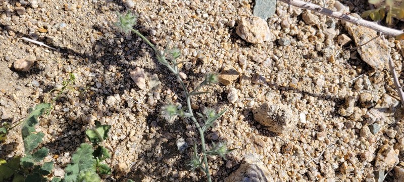 Nevada Cryptantha photo 7