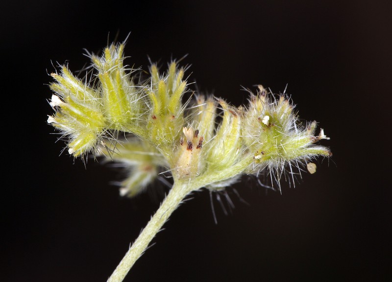 Nevada Cryptantha photo 8