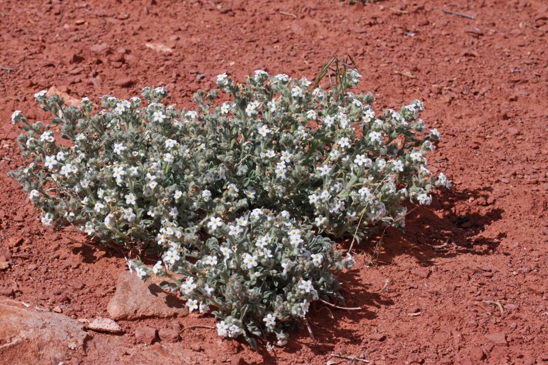 Osterhout's Cryptantha photo 2