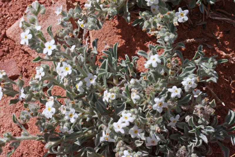 Osterhout's Cryptantha photo 3