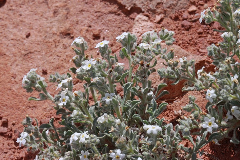 Osterhout's Cryptantha photo 4