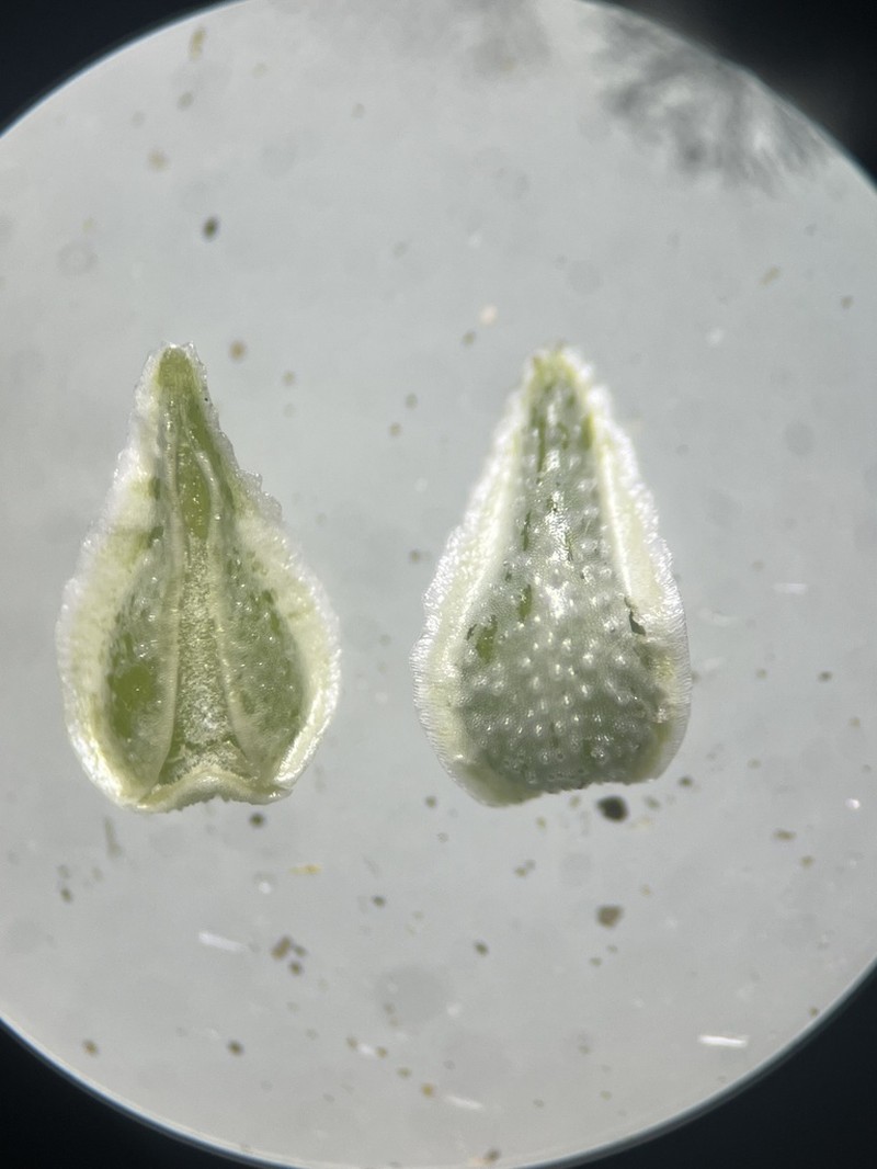 Sharpnut Cryptantha