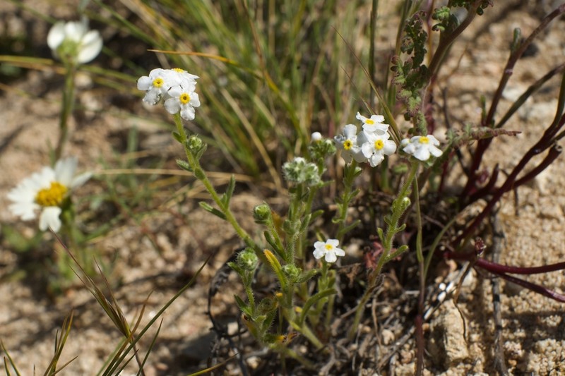 Sharpnut Cryptantha photo 2