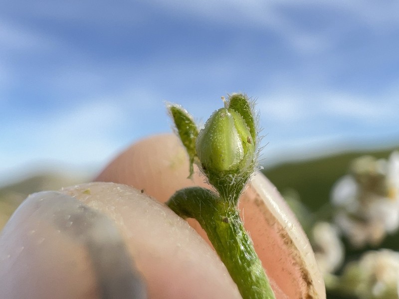 Sharpnut Cryptantha photo 3