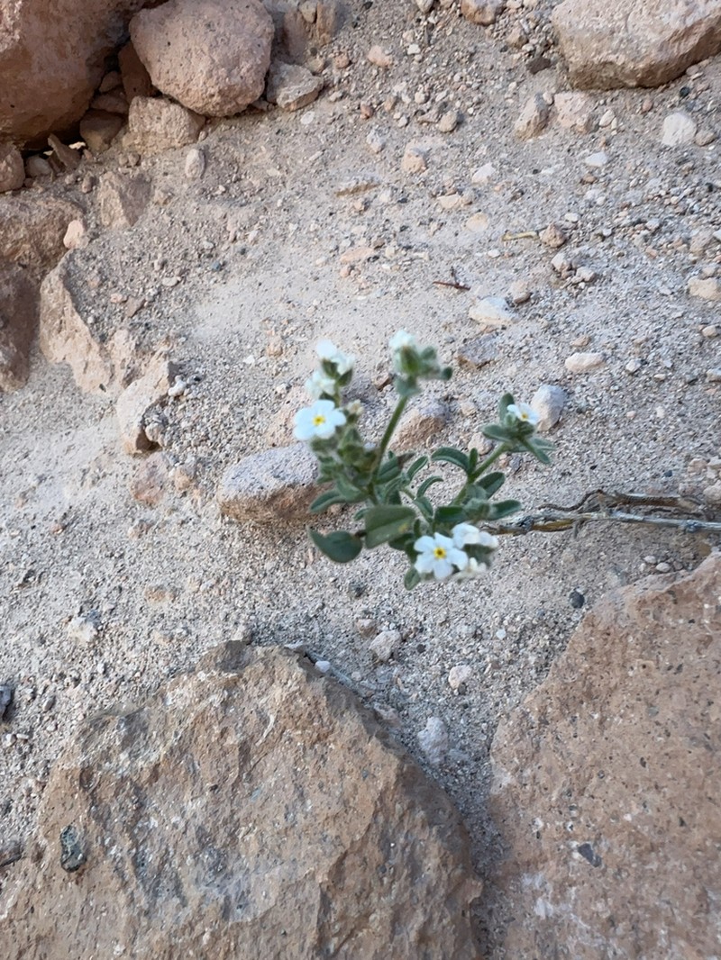 Sharpnut Cryptantha photo 4