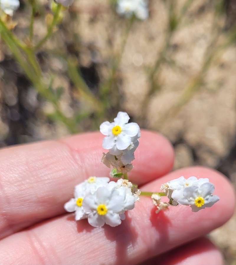 Sharpnut Cryptantha photo 5