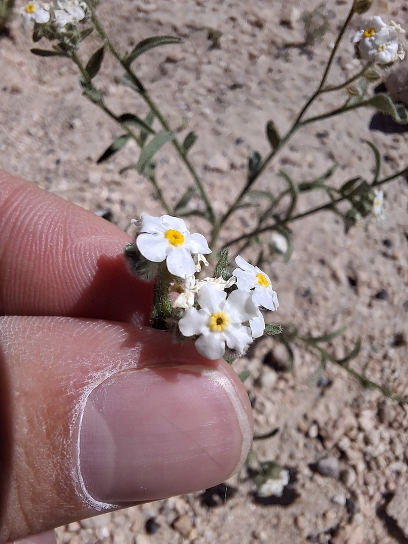 Sharpnut Cryptantha photo 6