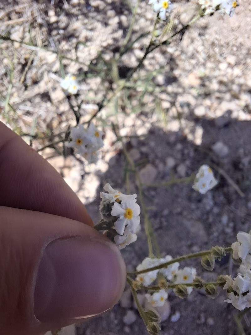 Sharpnut Cryptantha photo 7