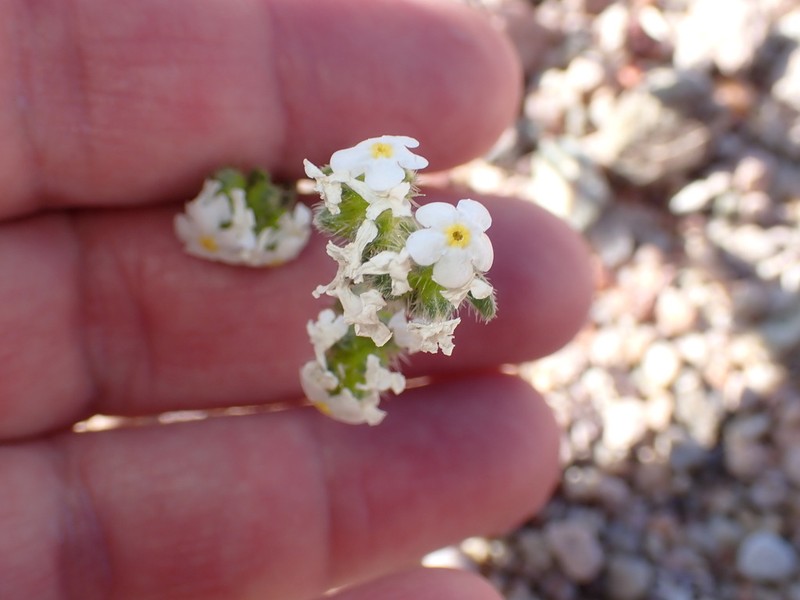 Sharpnut Cryptantha photo 8