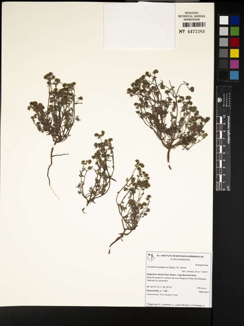 Cryptantha patagonica photo 2