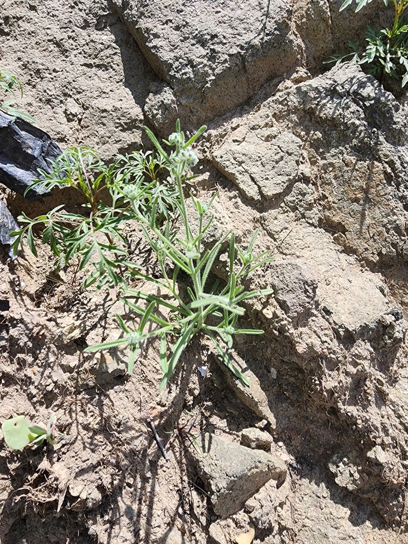 Cryptantha peruviana